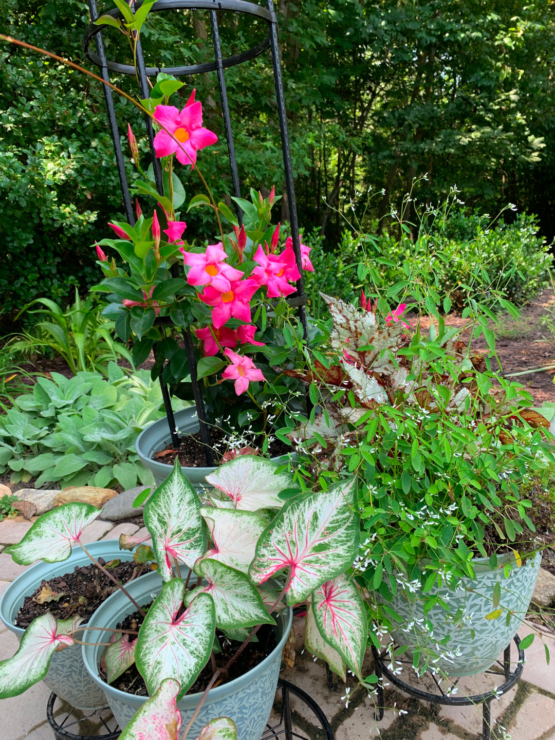 grouping of container plantings with bright pink flowers and colorful foliage plants