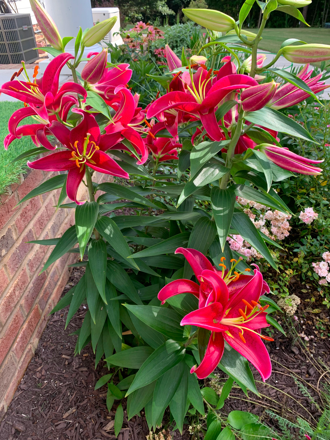 close up of bright pink Oriental lilies