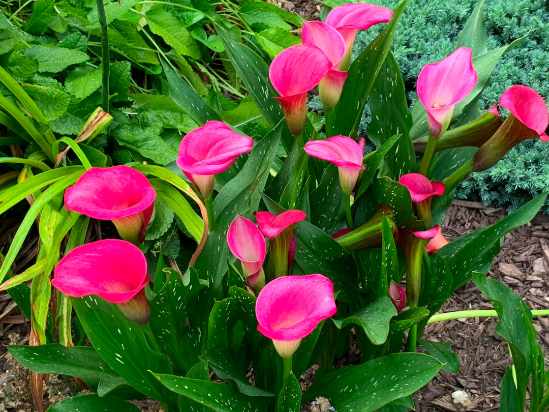 close up of bright pink calla lilies