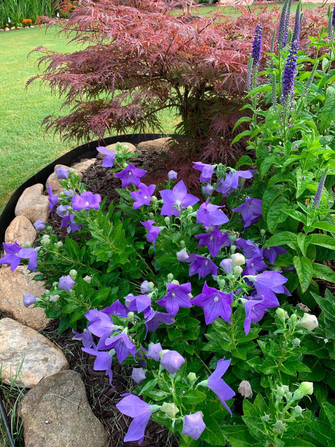 purple flowers growing next to a small Japanese maple