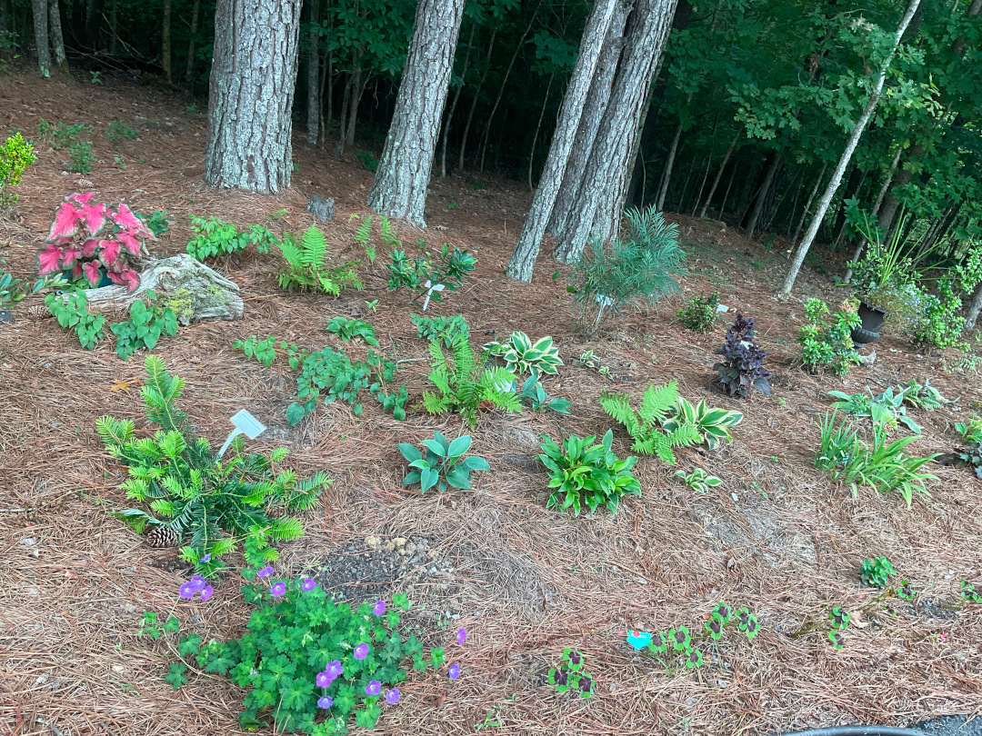 new garden bed on edge of woods with small new plants