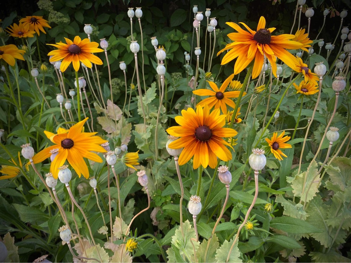 close up of yellow Gloriosa daisies with poppy seed heads