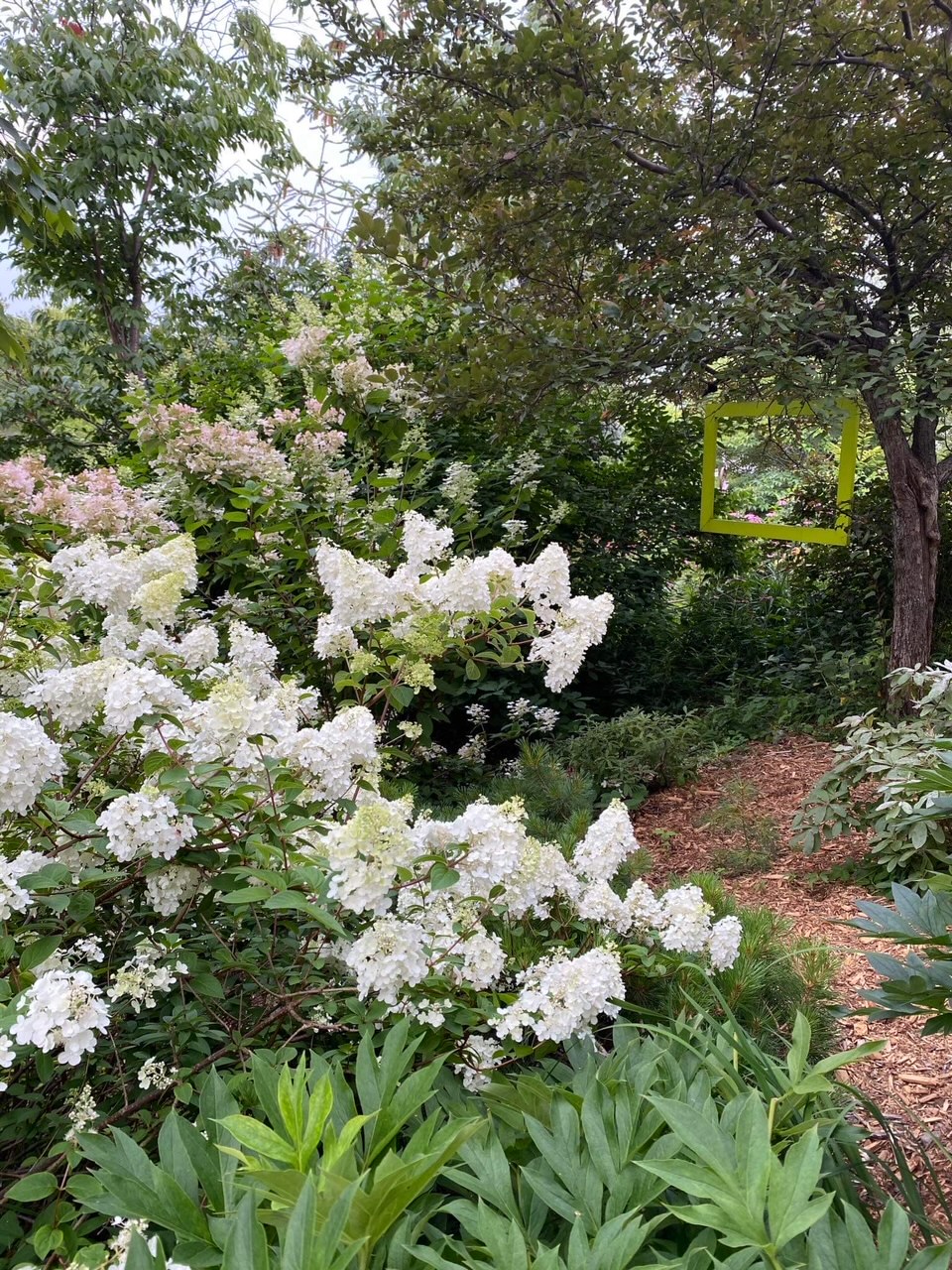 large panicle hydrangeas in the garden