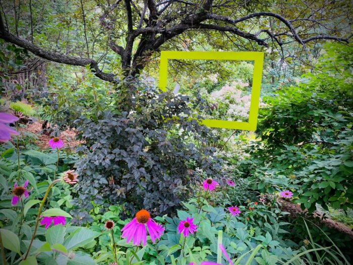 view of hydrangeas from other side with pink flowers in the foreground