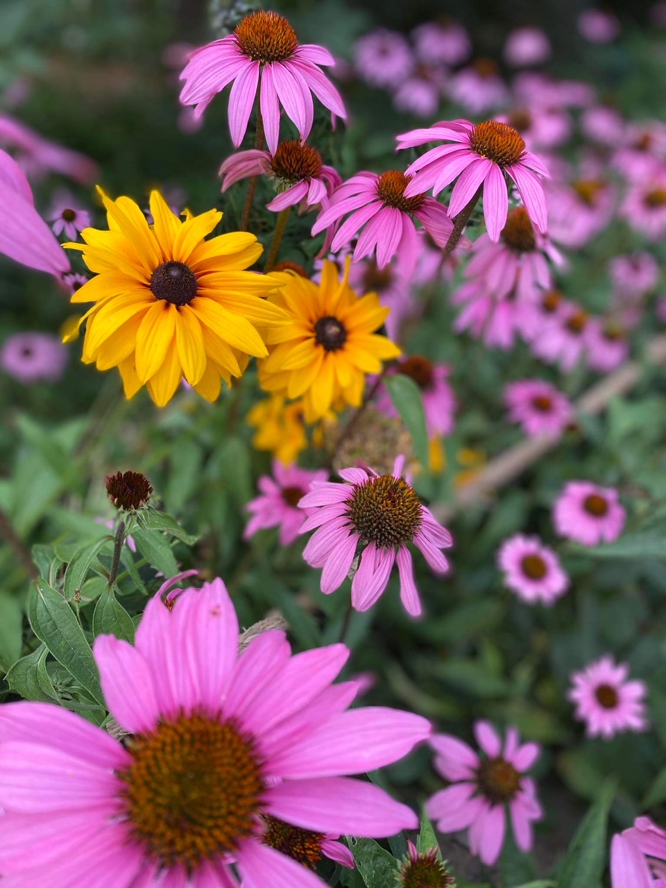 pink coneflowers with yellow rudbeckia