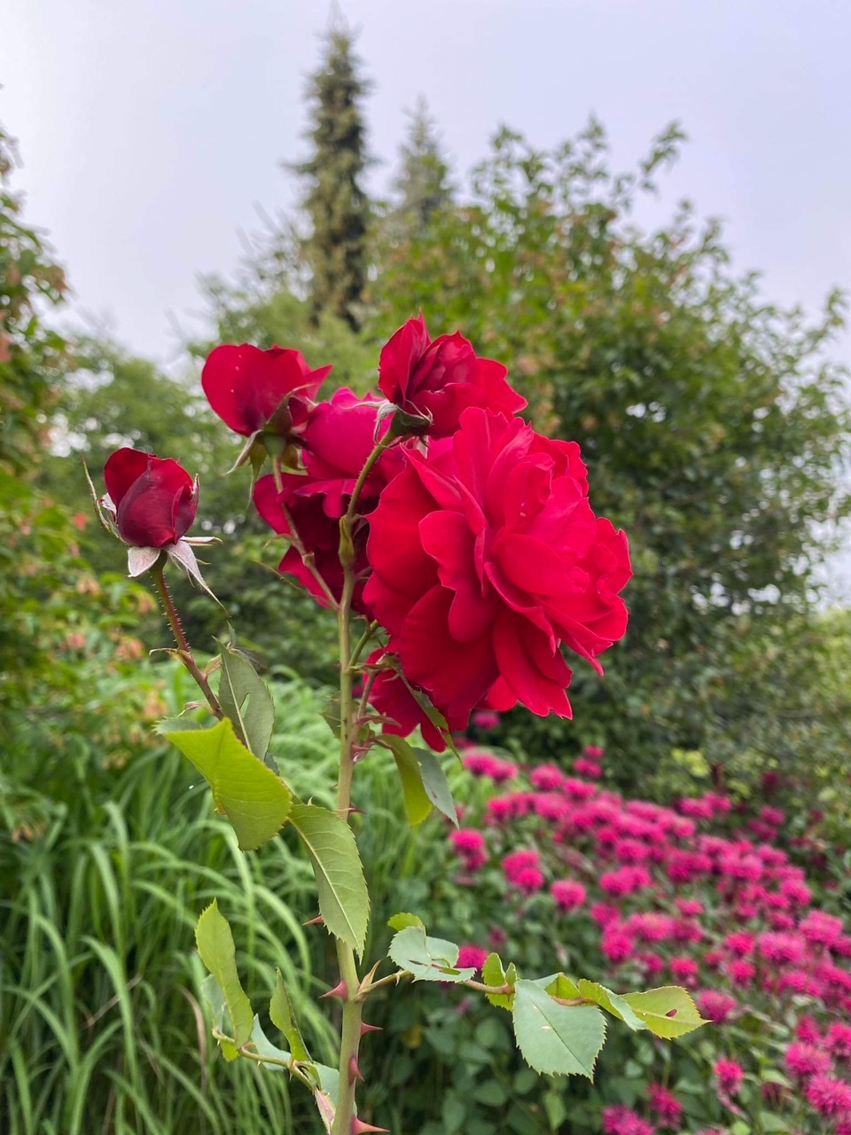 bright red rose in front of pink bee balm