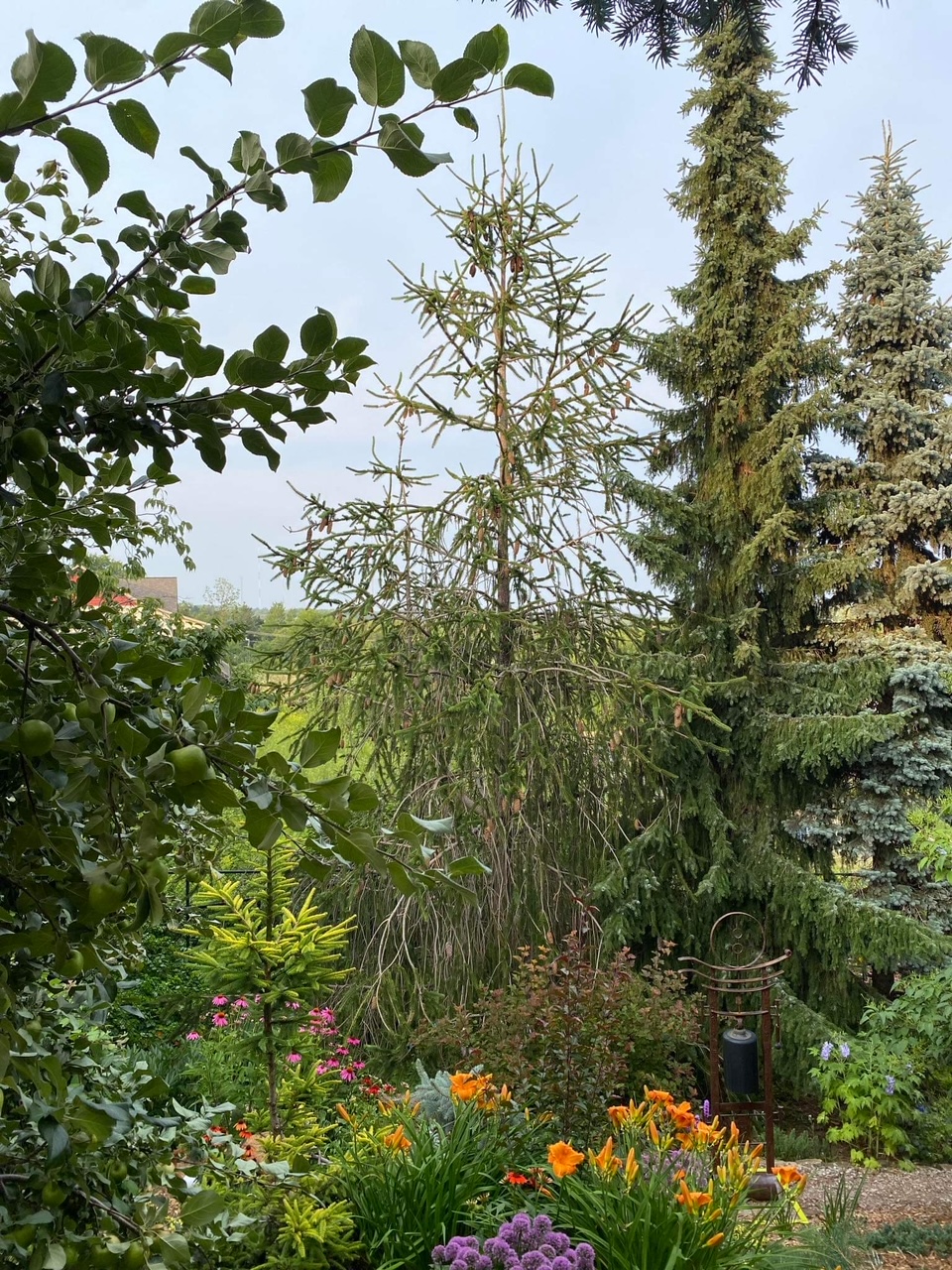 large conifers in the garden with flowers growing beneath