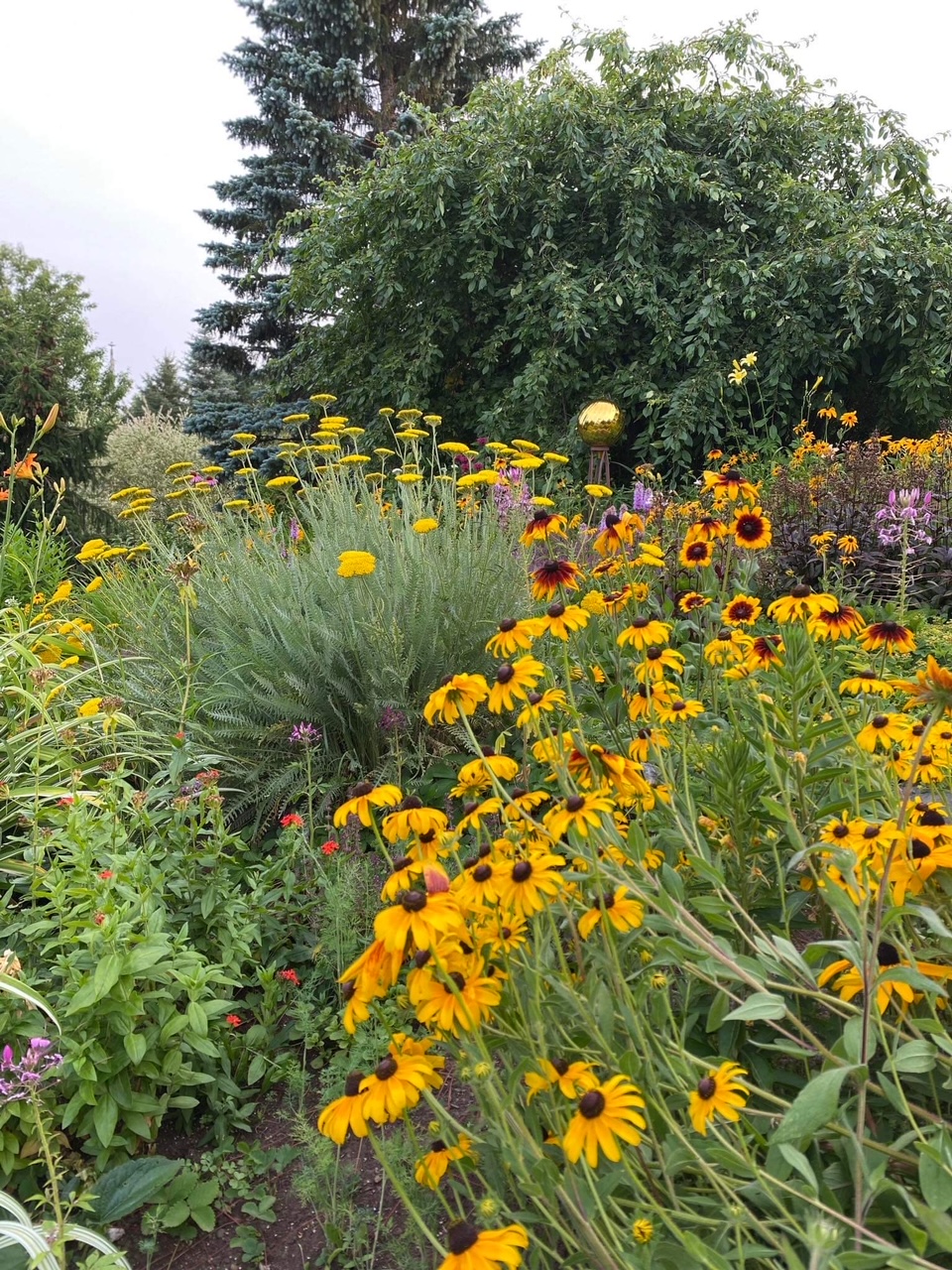 close up of a flower garden bed with lots of yellow