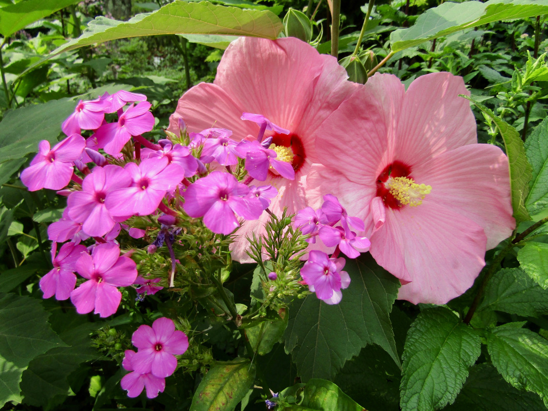 light pink hibiscus with bright pink phlox