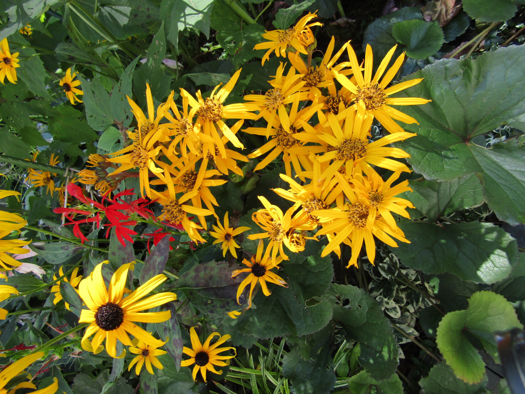 close up of bright yellow flowers