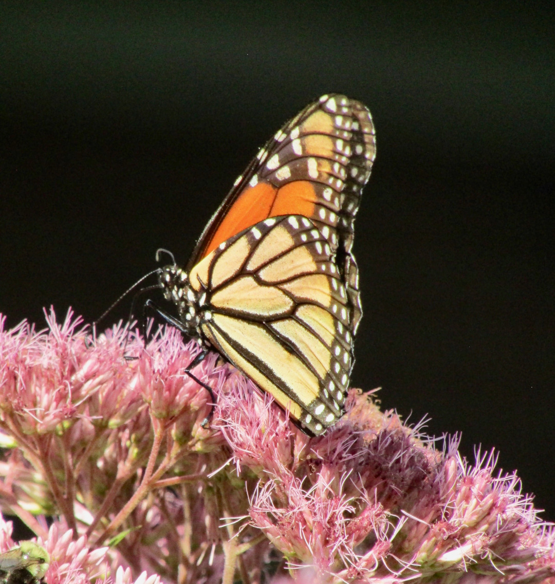 close up of a monarch butterfly on joe pye weed flower