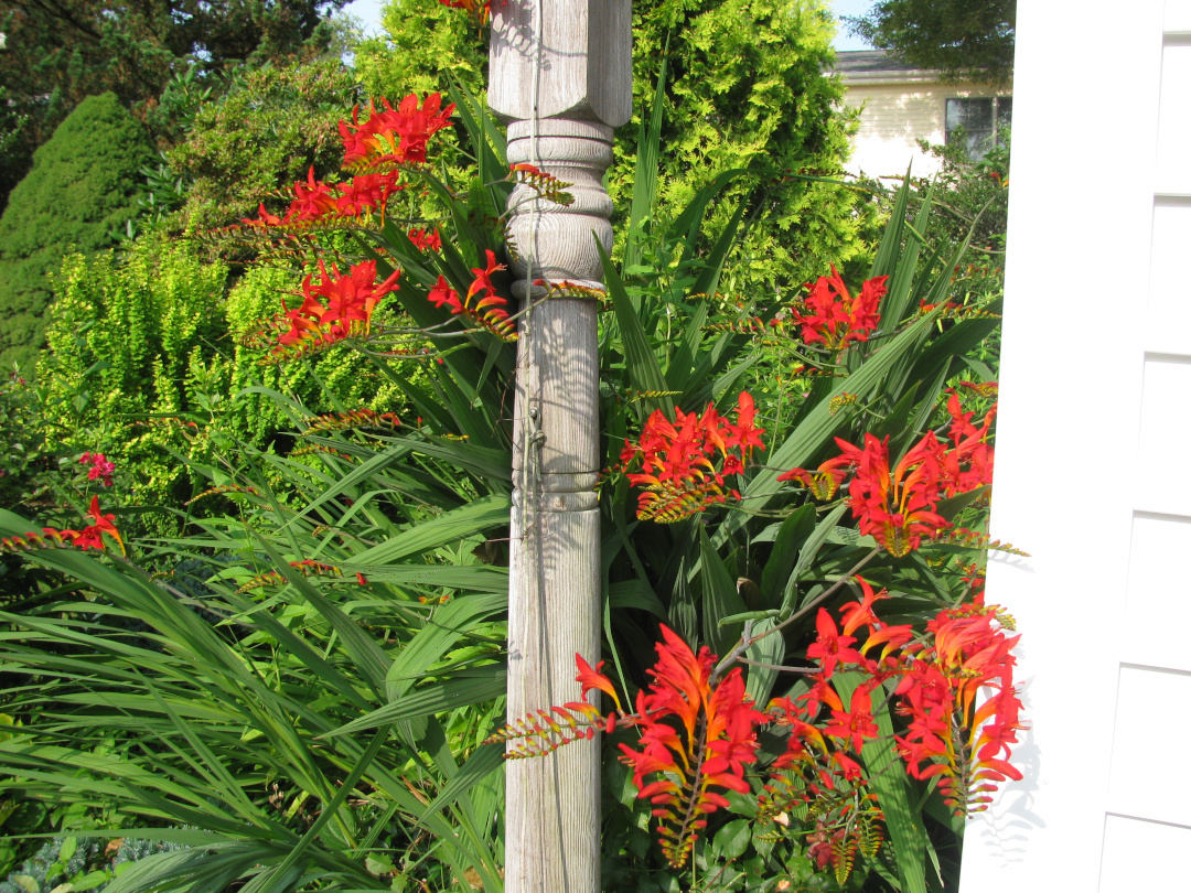 close up of bright red crocosmia flowers