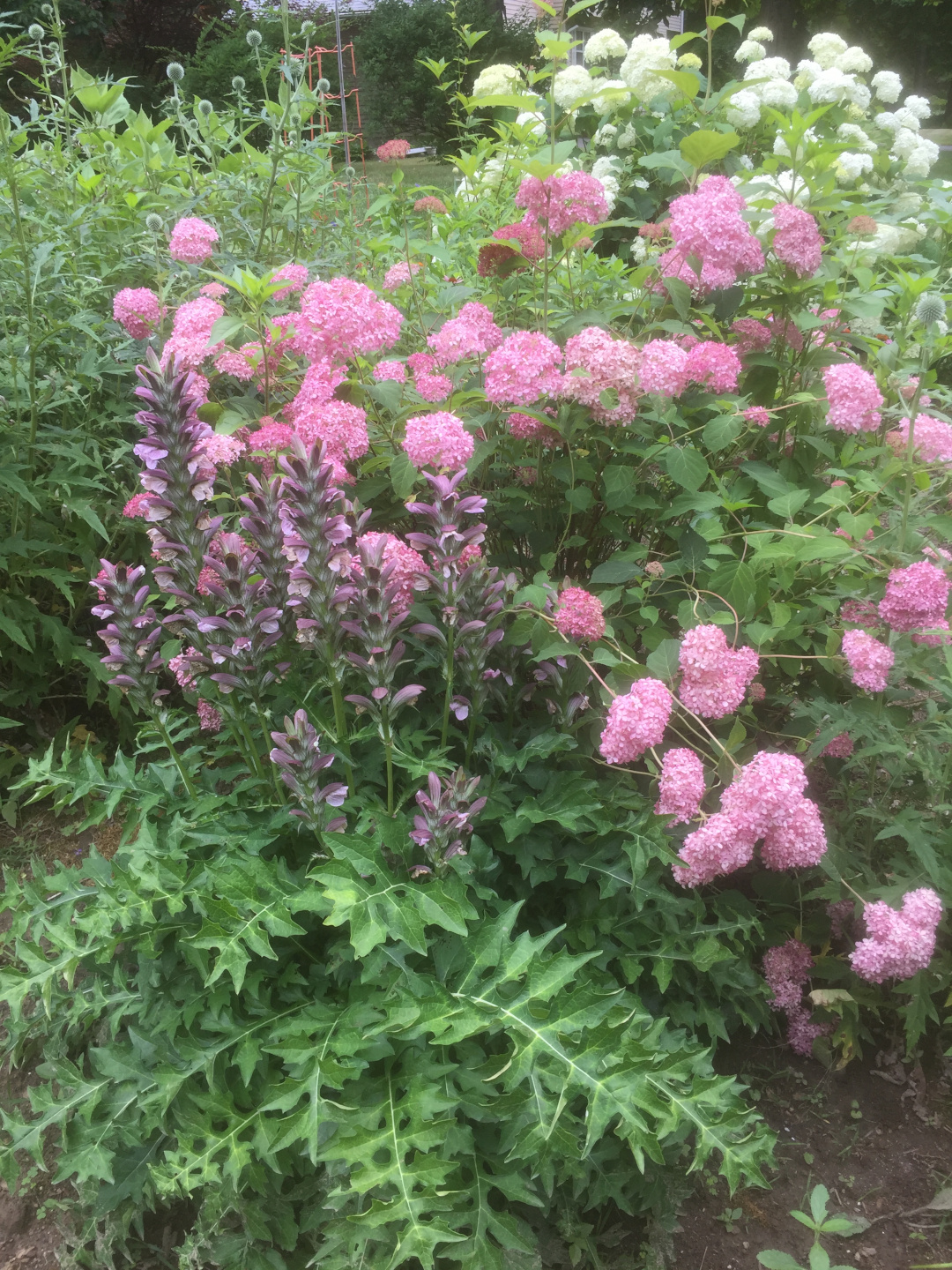 close up of pink and white flowers in the garden