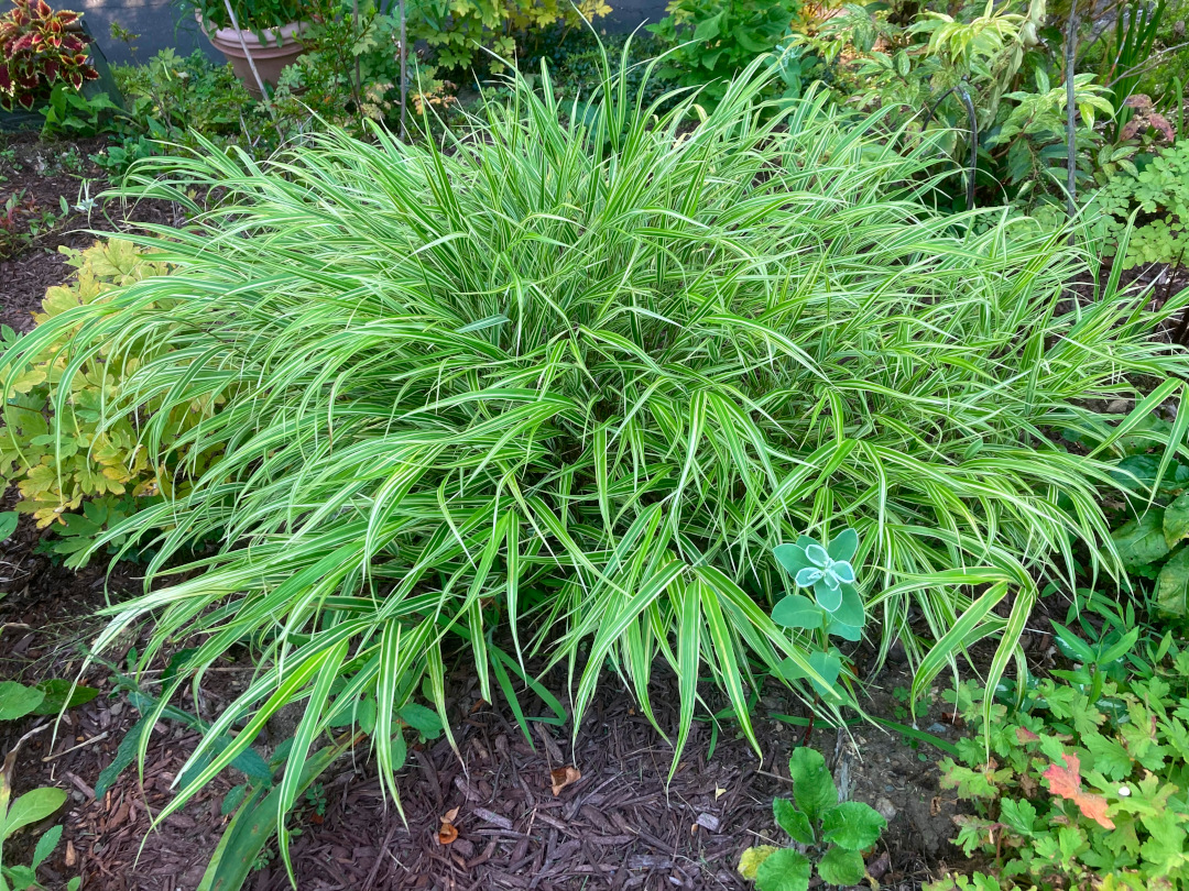 close up of variegated Japanese forest grass