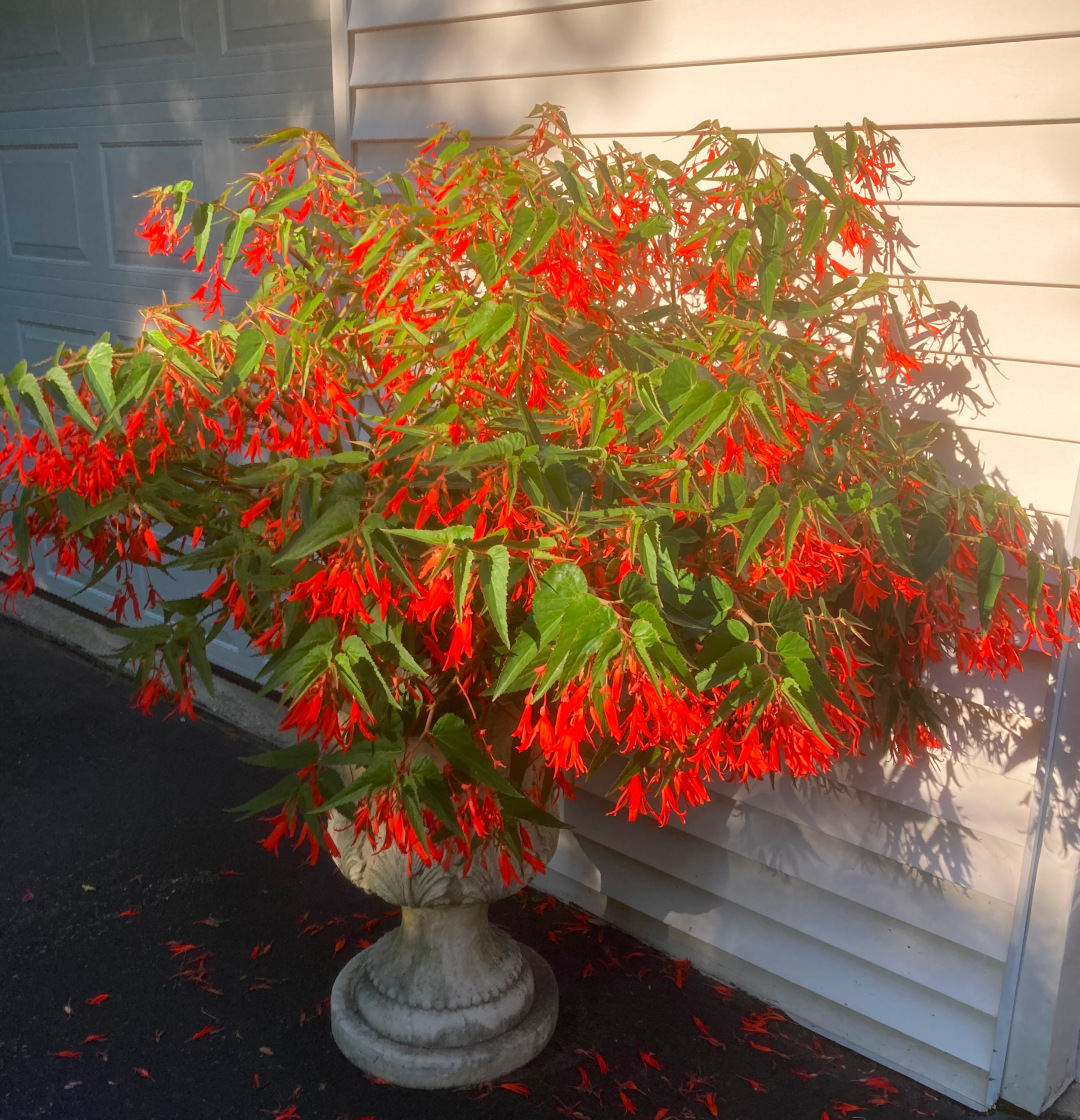 close up of begonia with red flowers in a urn container