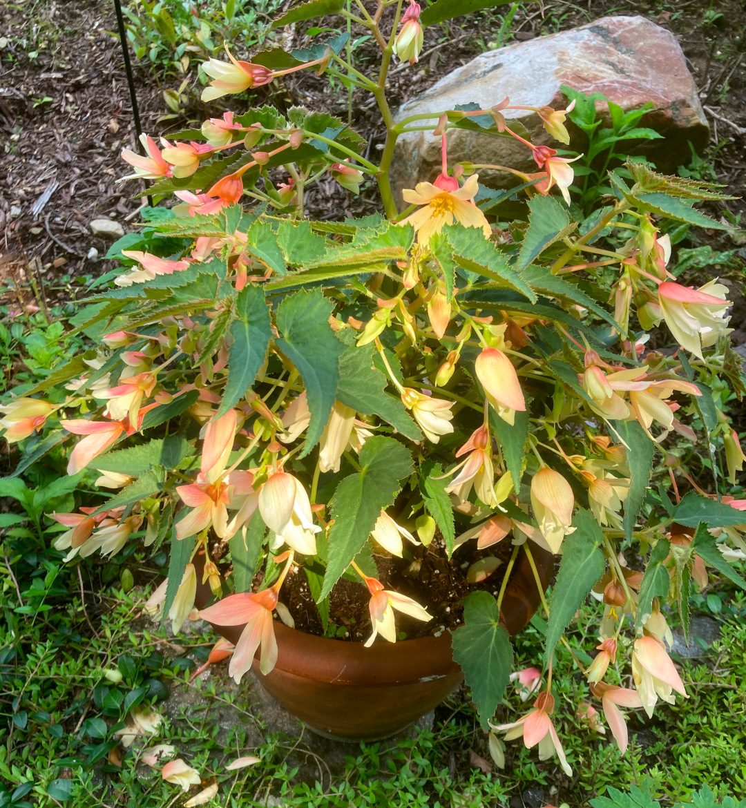 close up of begonia with pink flowers in a container