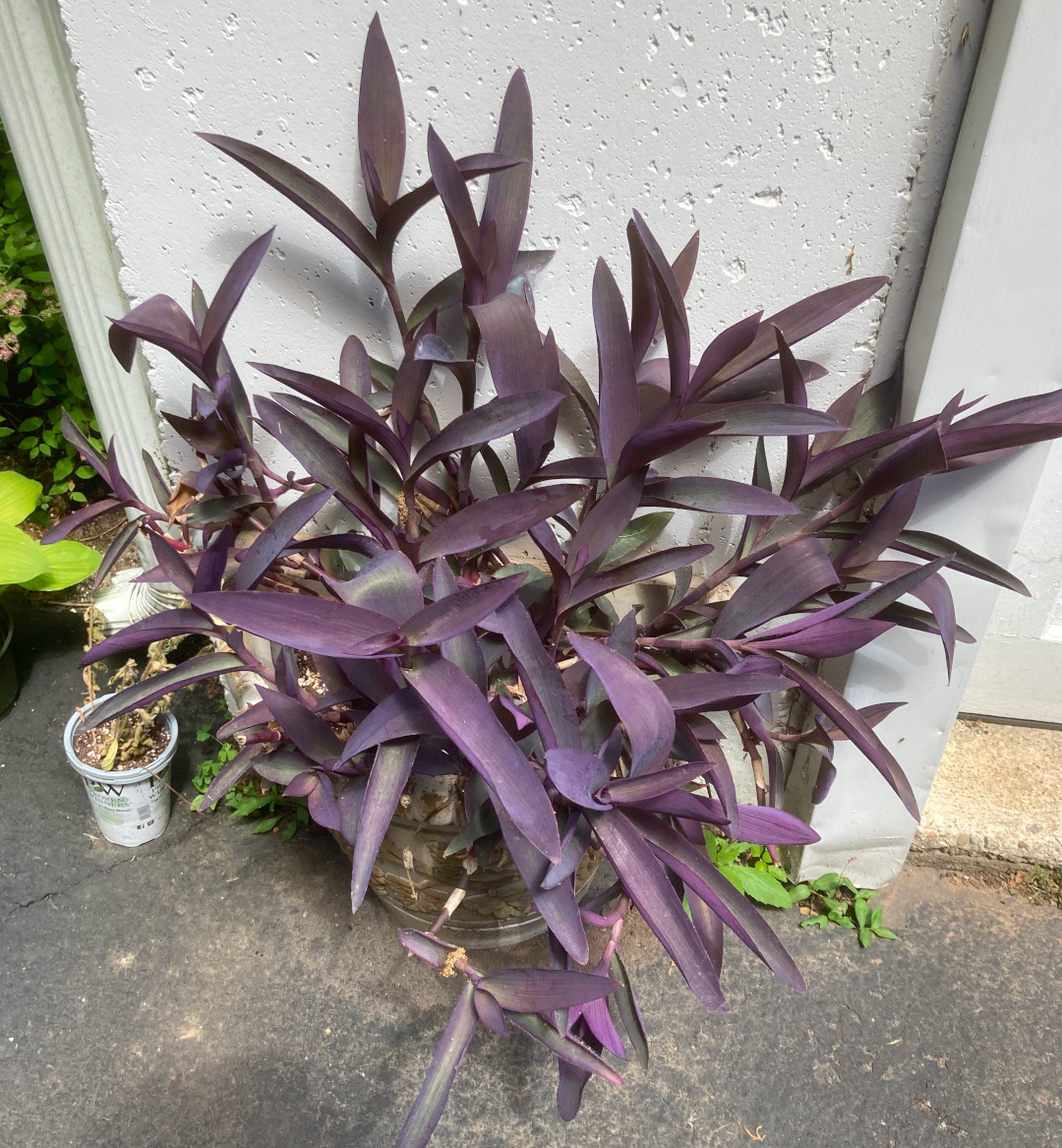 close up of purple heart plant