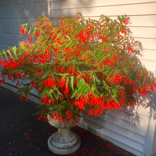 close up of begonia with red flowers in a urn container