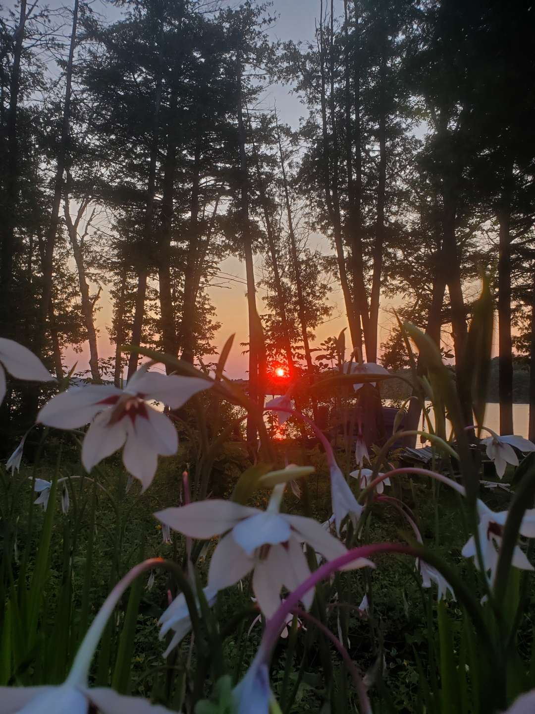 close up of peacock gladiolus with sunset behind