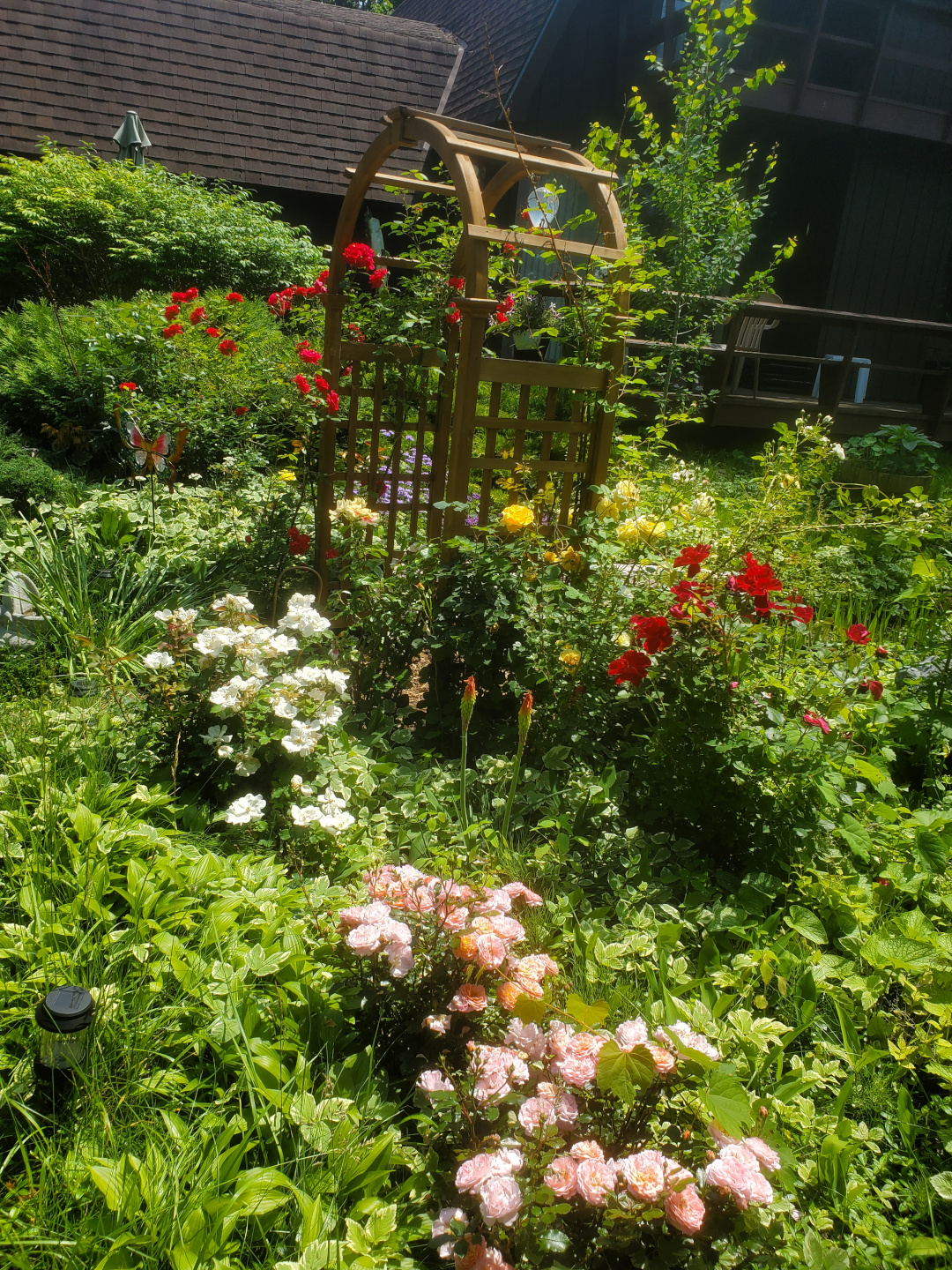 various roses in the garden planted closely to other plants