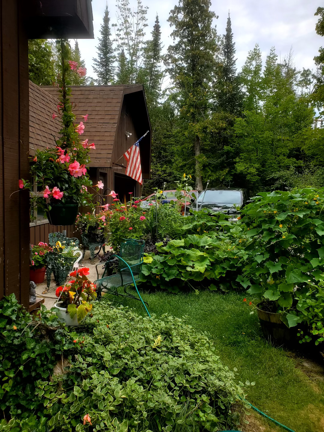 vegetables and other plants growing close to house