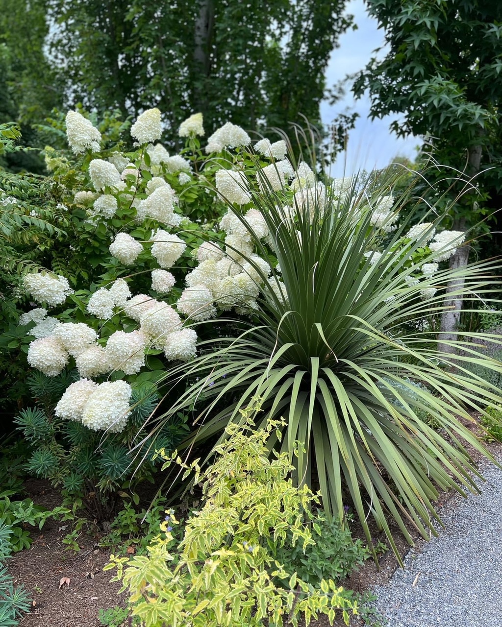 hydrangea with large white blooms next to spiky foliage plant