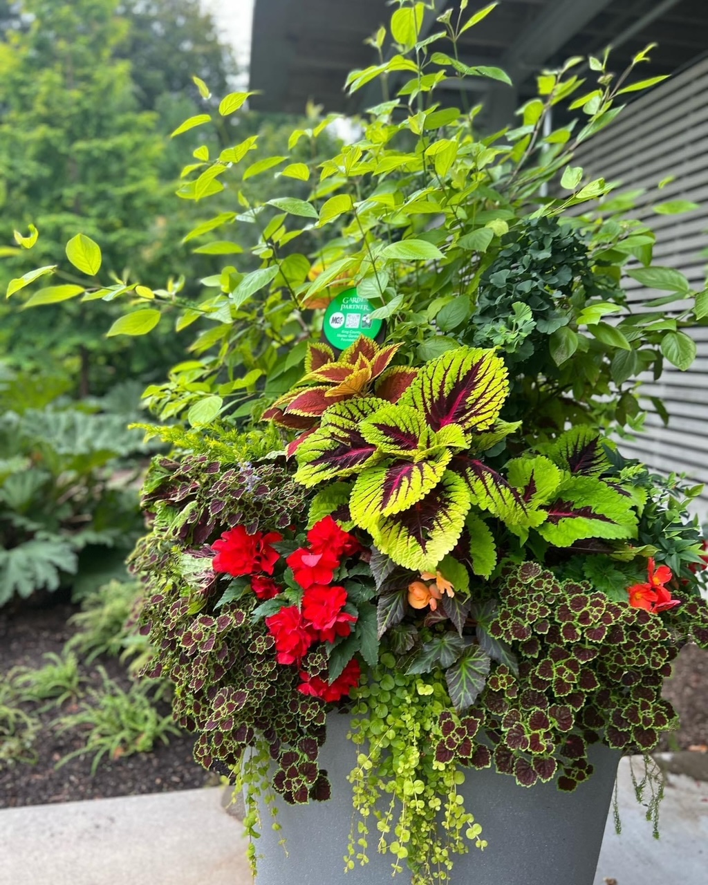 close up of container planting with red flowers and colorful foliage