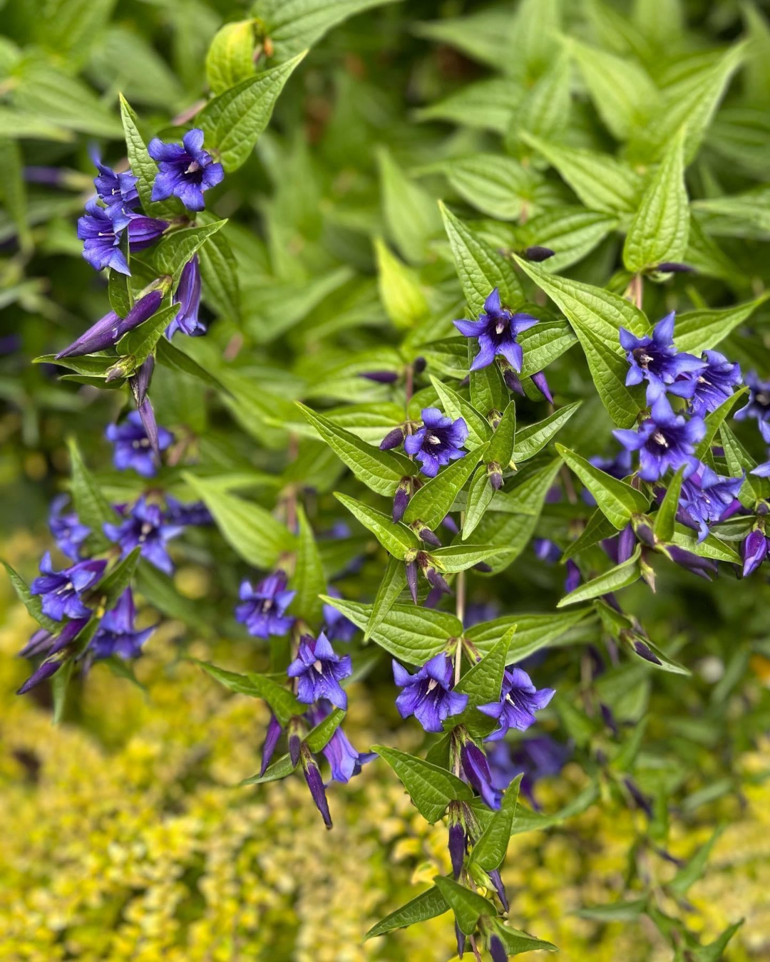 close up of bright blue flowers