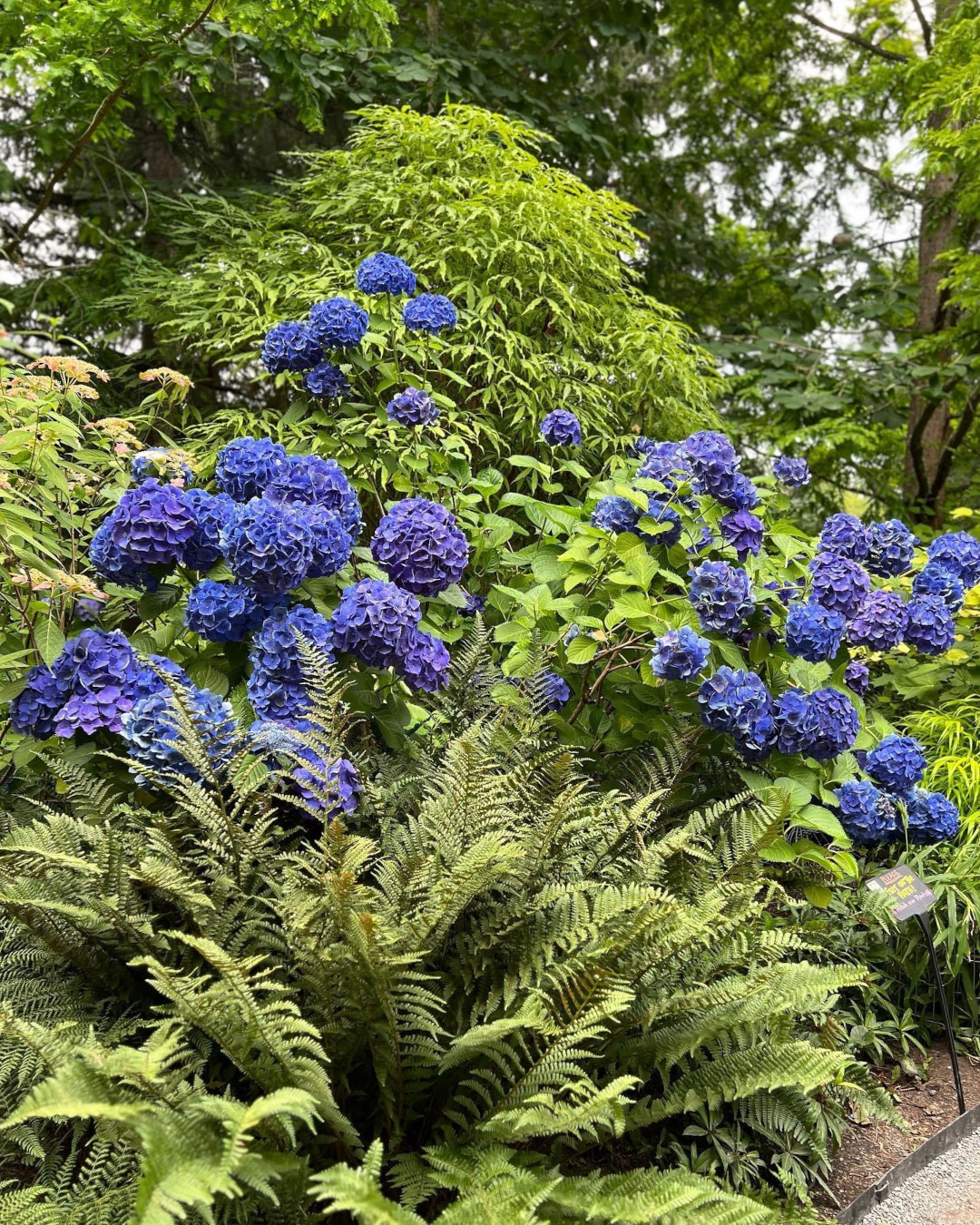 hydrangea with large blue flowers between ferns and other foliage plants