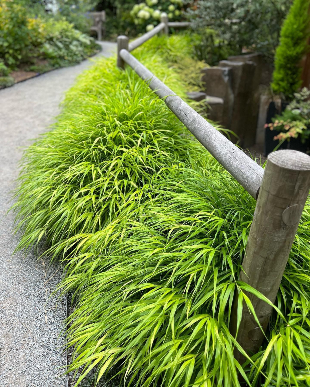 bright green Japanese forest grass along a garden path