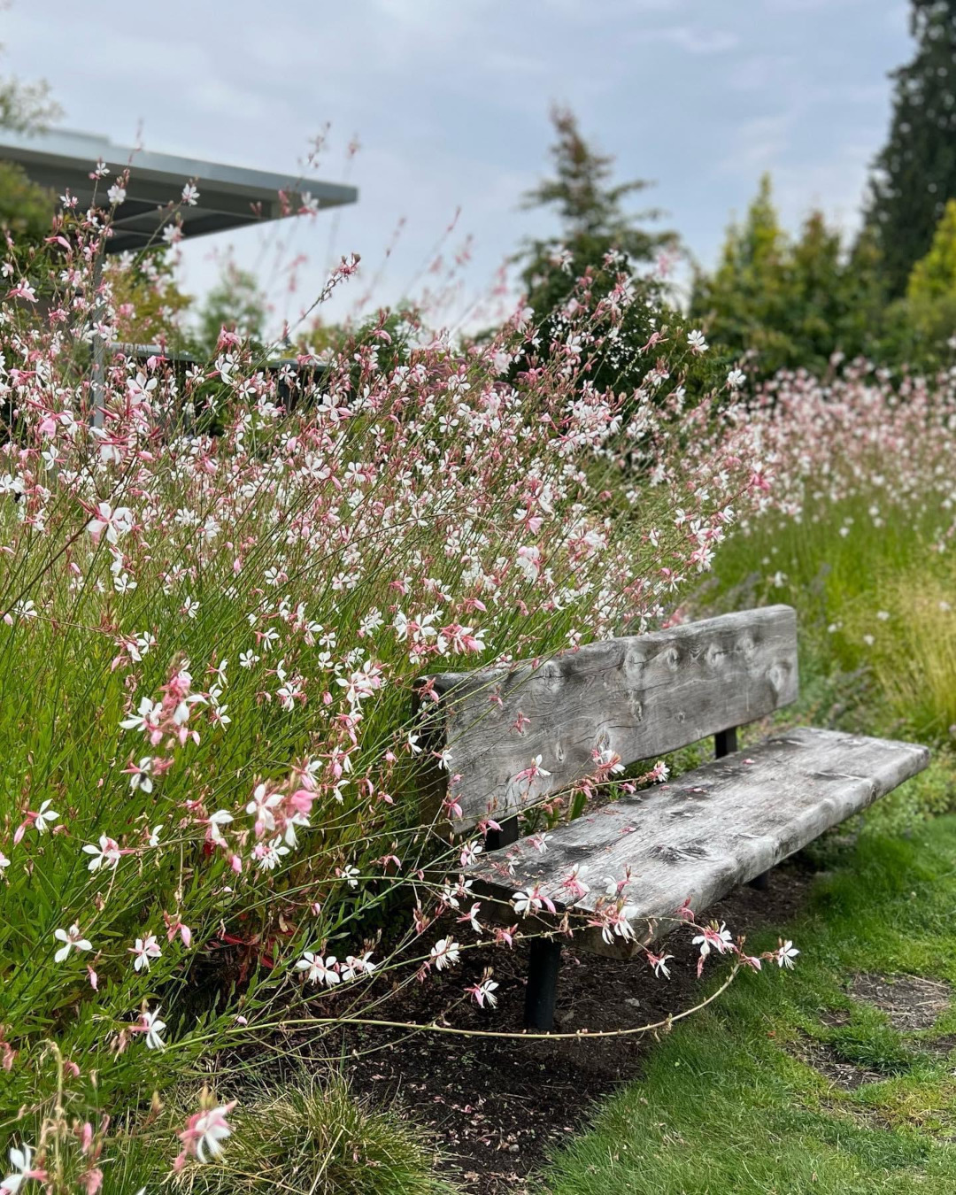 close up of garden bench with mass planting of pink and white flowers surrounding