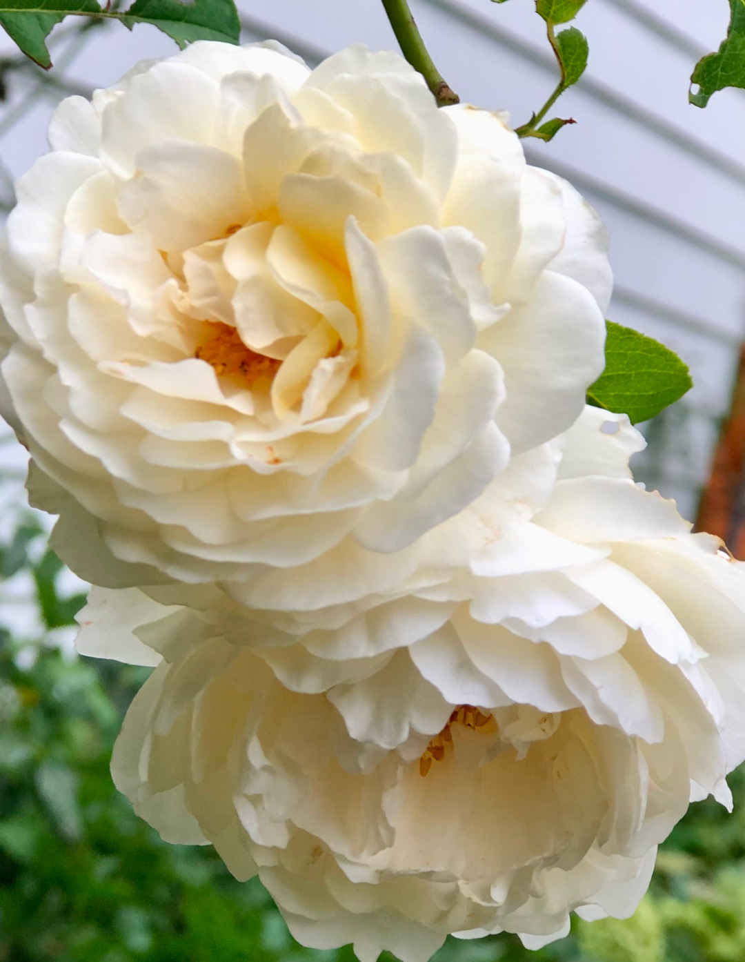 close up of large cream colored roses