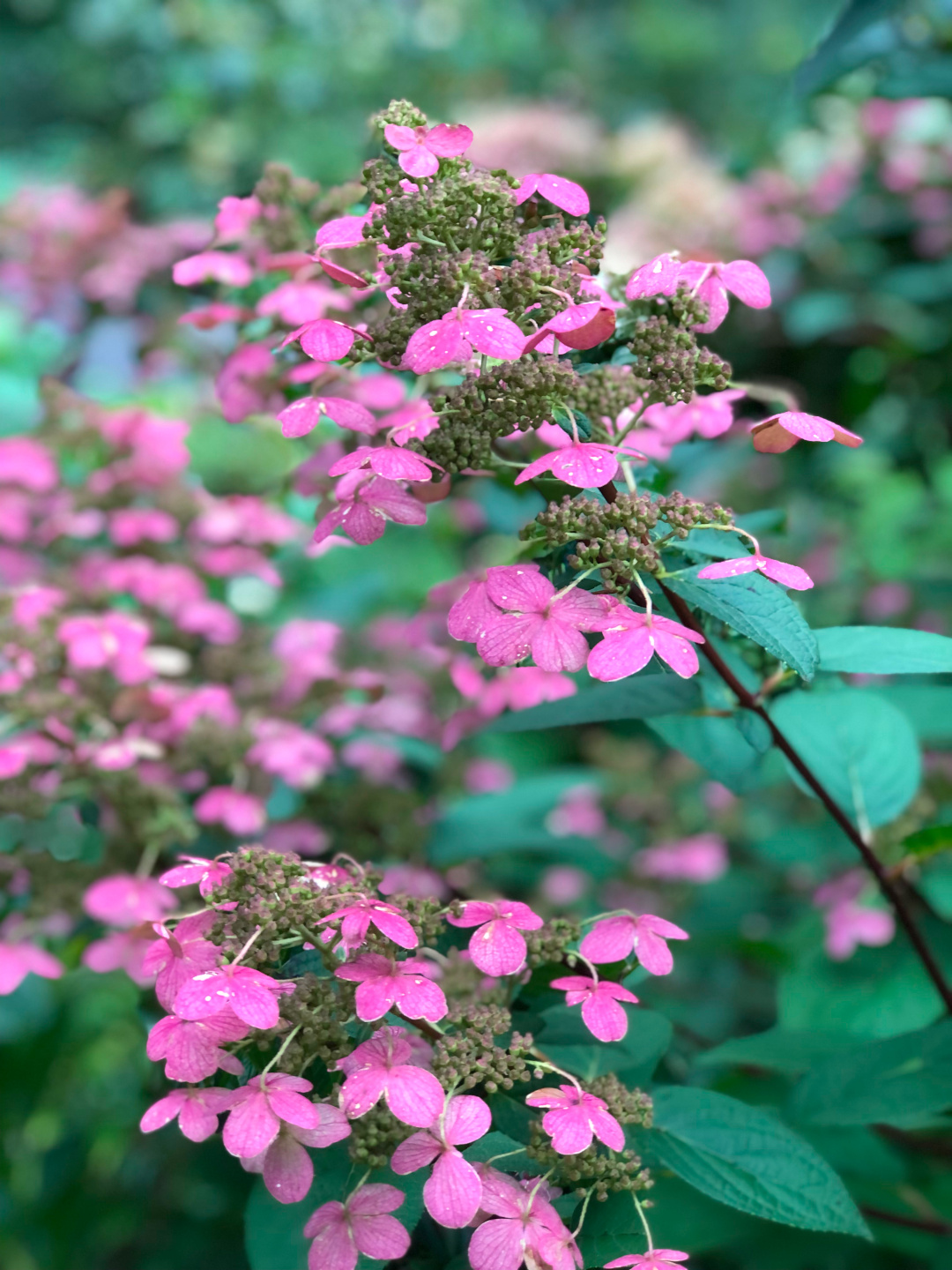 close up of bright pink panicle hydrangea