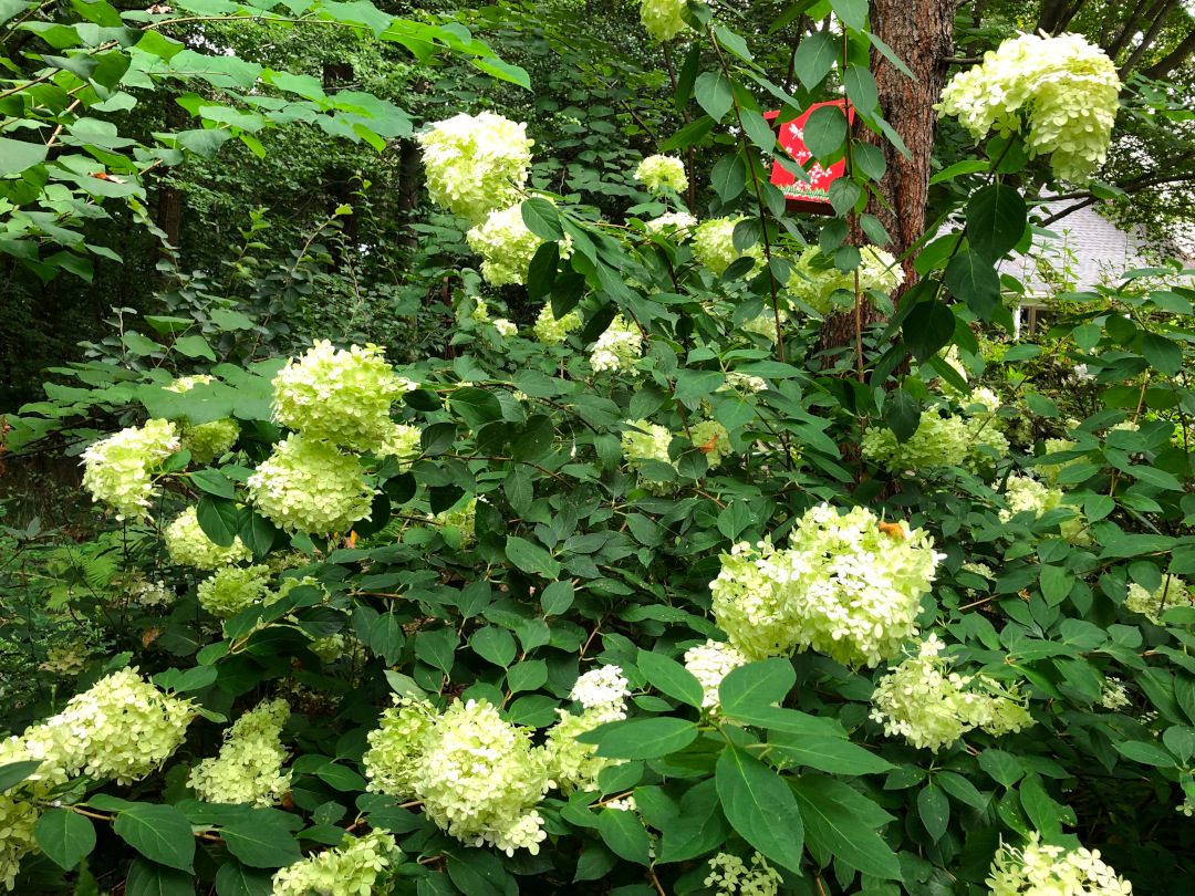 close up of white panicle hydrangea