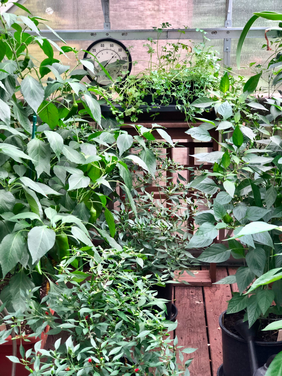 edible plants growing in a greenhouse