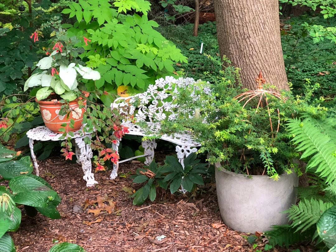 container plantings of shade plants under a tree