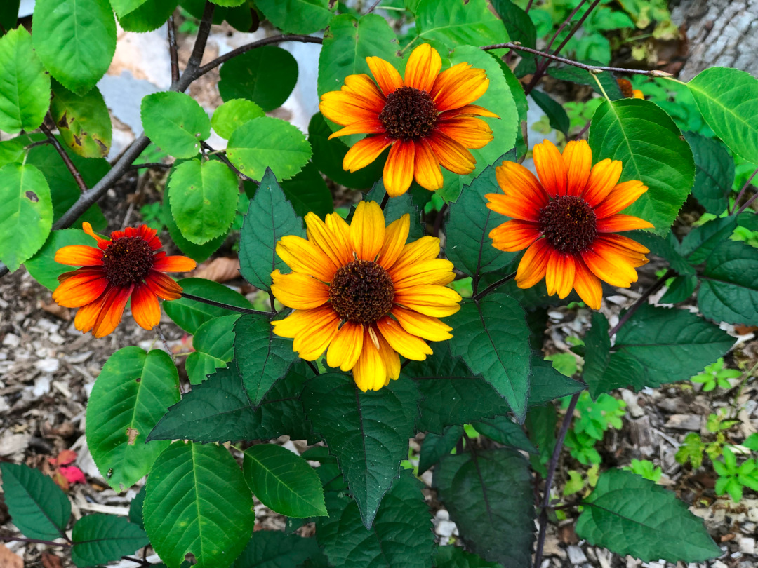 close up of orange and yellow false sunflower