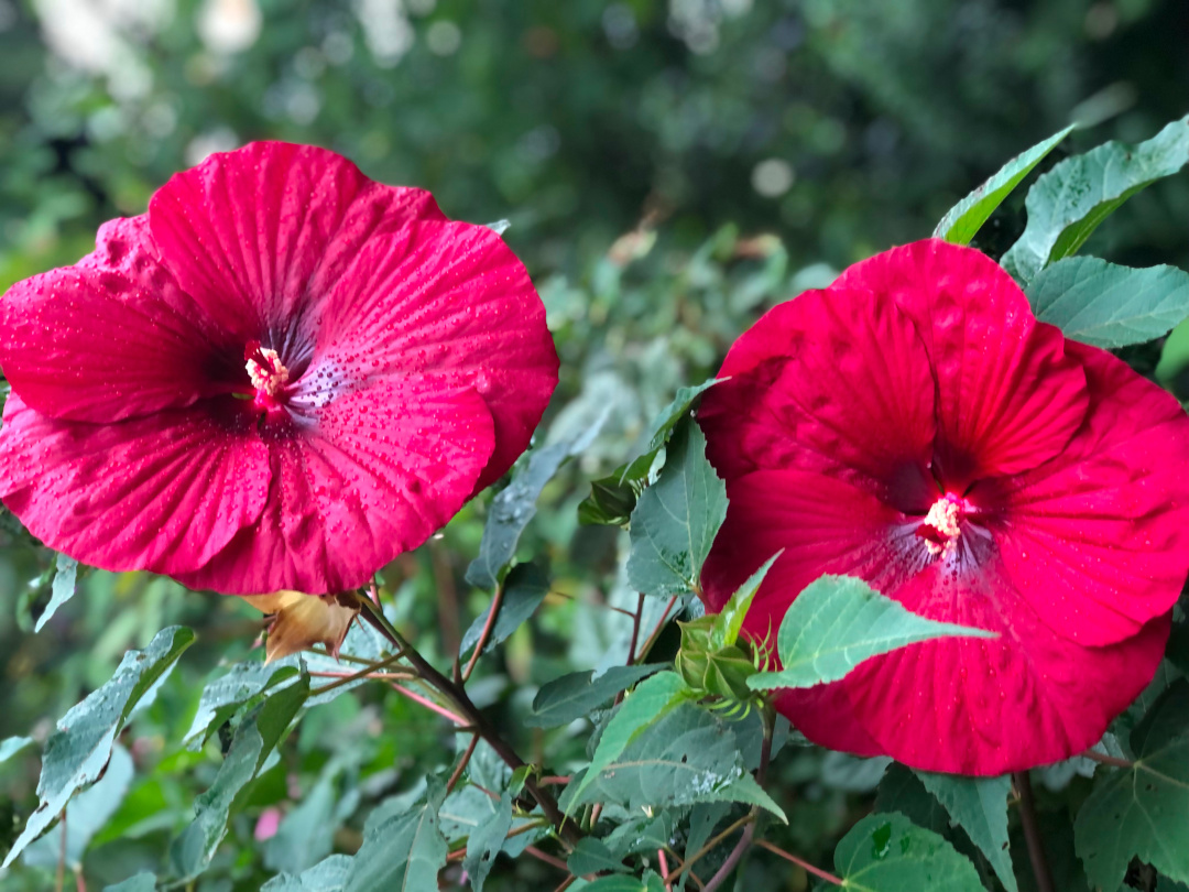 close up of large red hibiscus flowers