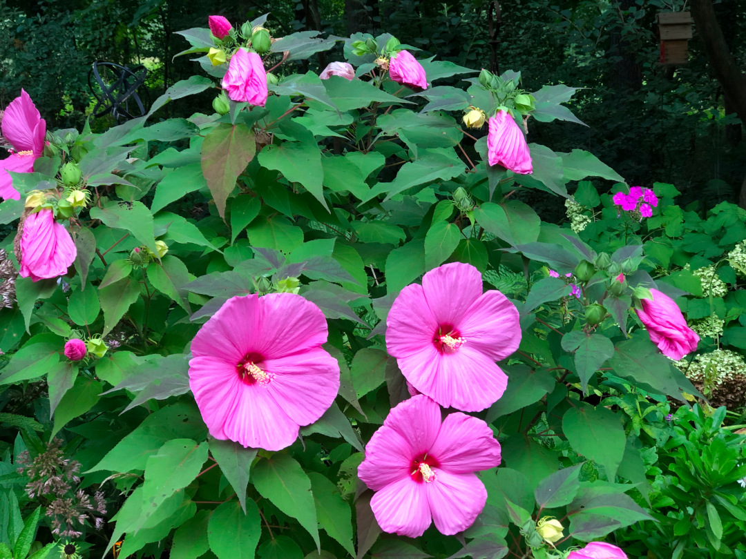 close up of hardy hibiscus with bright pink flowers