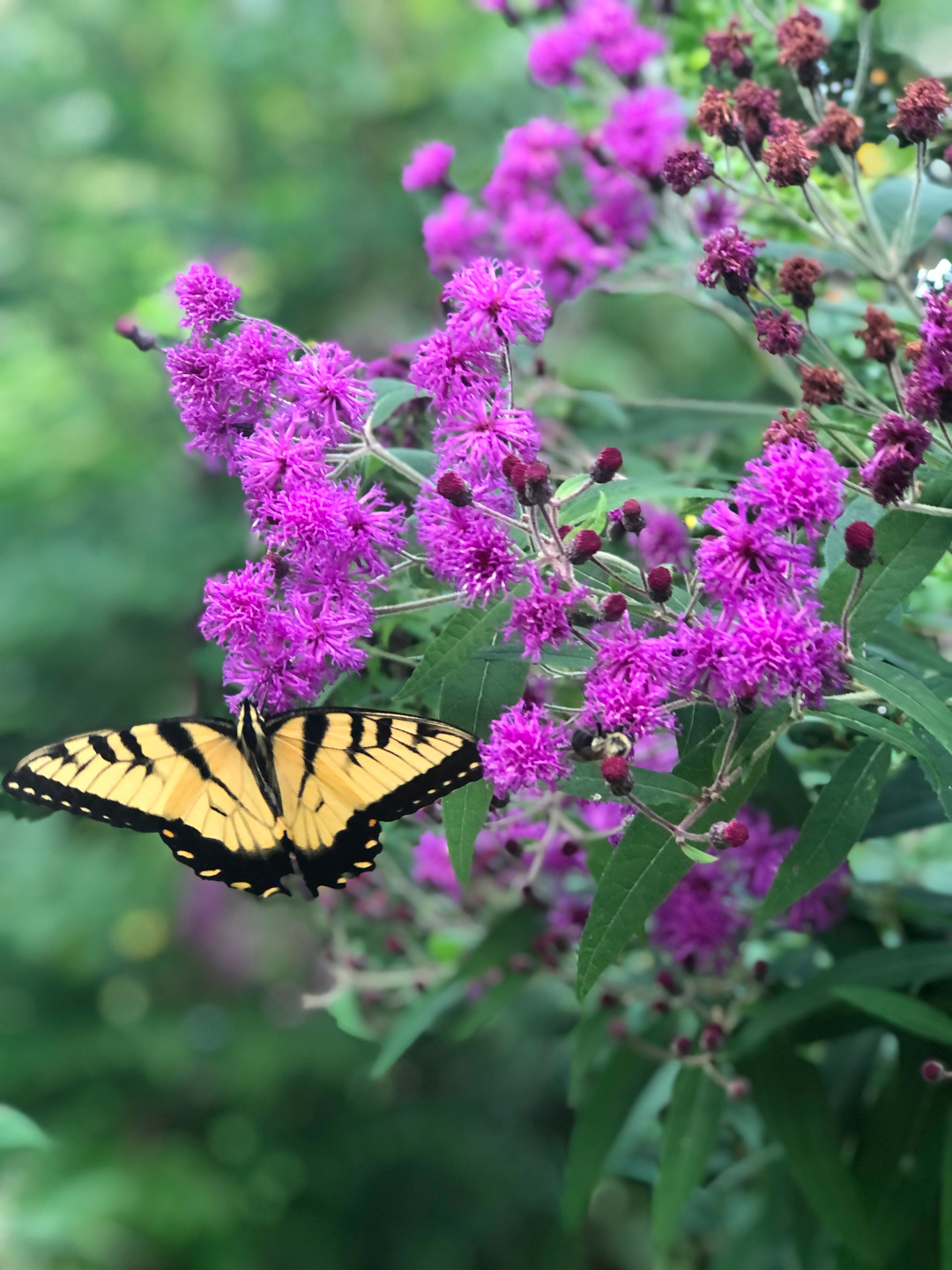 swallowtail butterfly on an ironweed with bright purple flowers