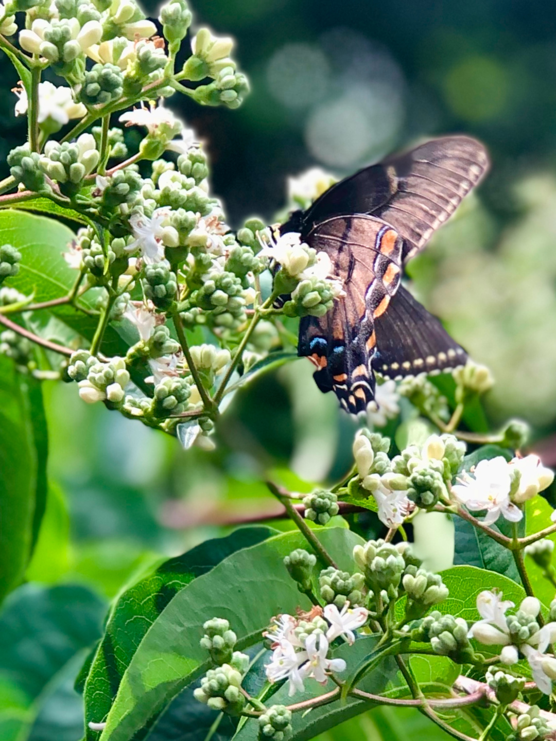 close up of a butterfly on a seven-sons flower