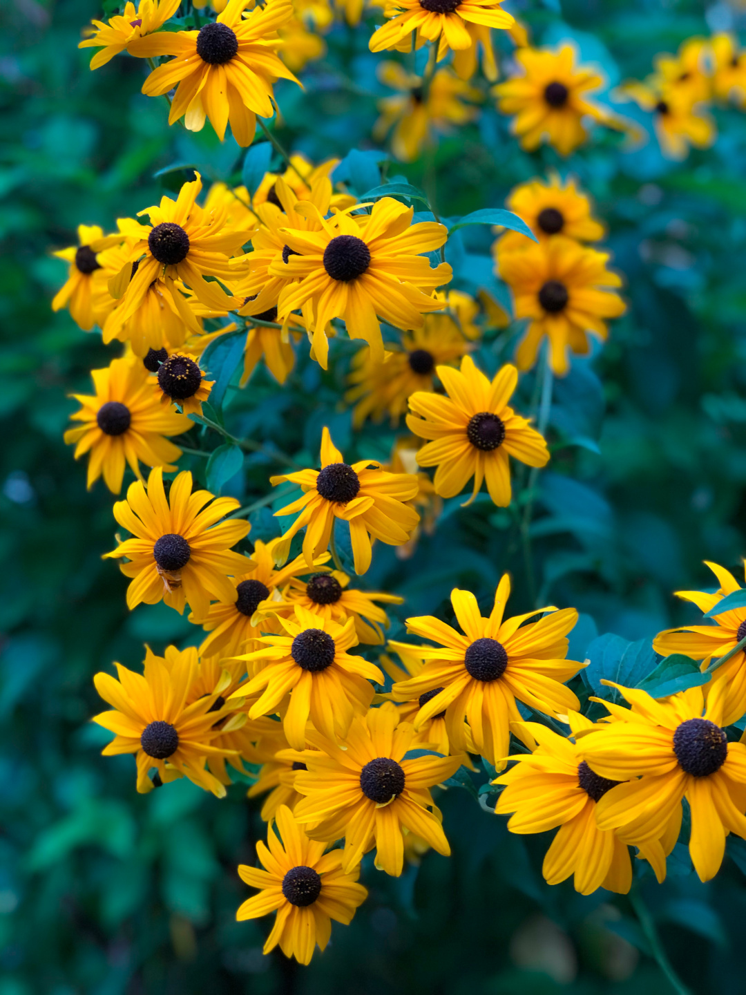 close up of black-eyed Susans