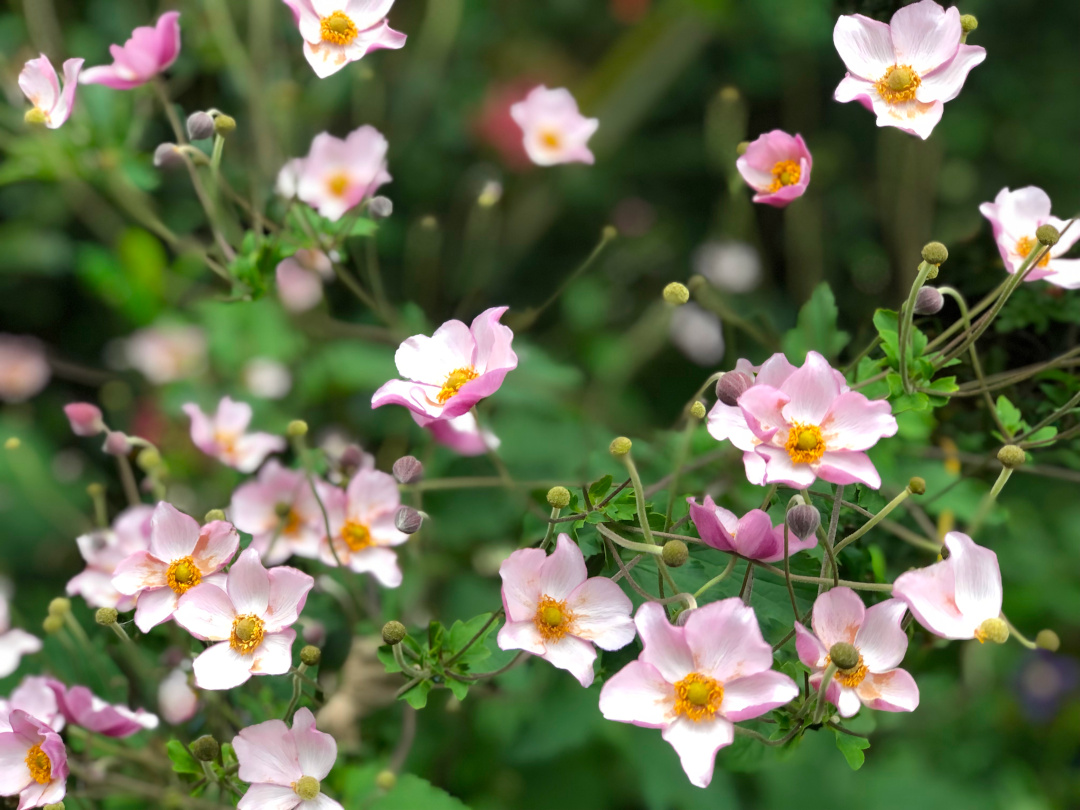 close up of Japanese anemone with light pink flowers