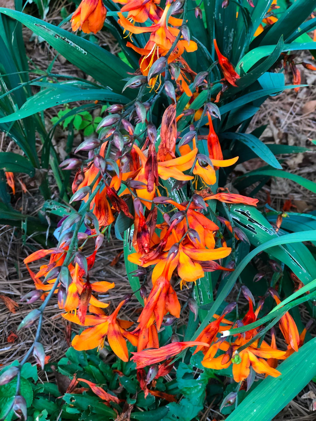 close up of plant with bright orange flowers