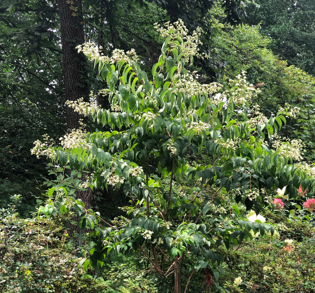 close up of small tree with tiny white flowers