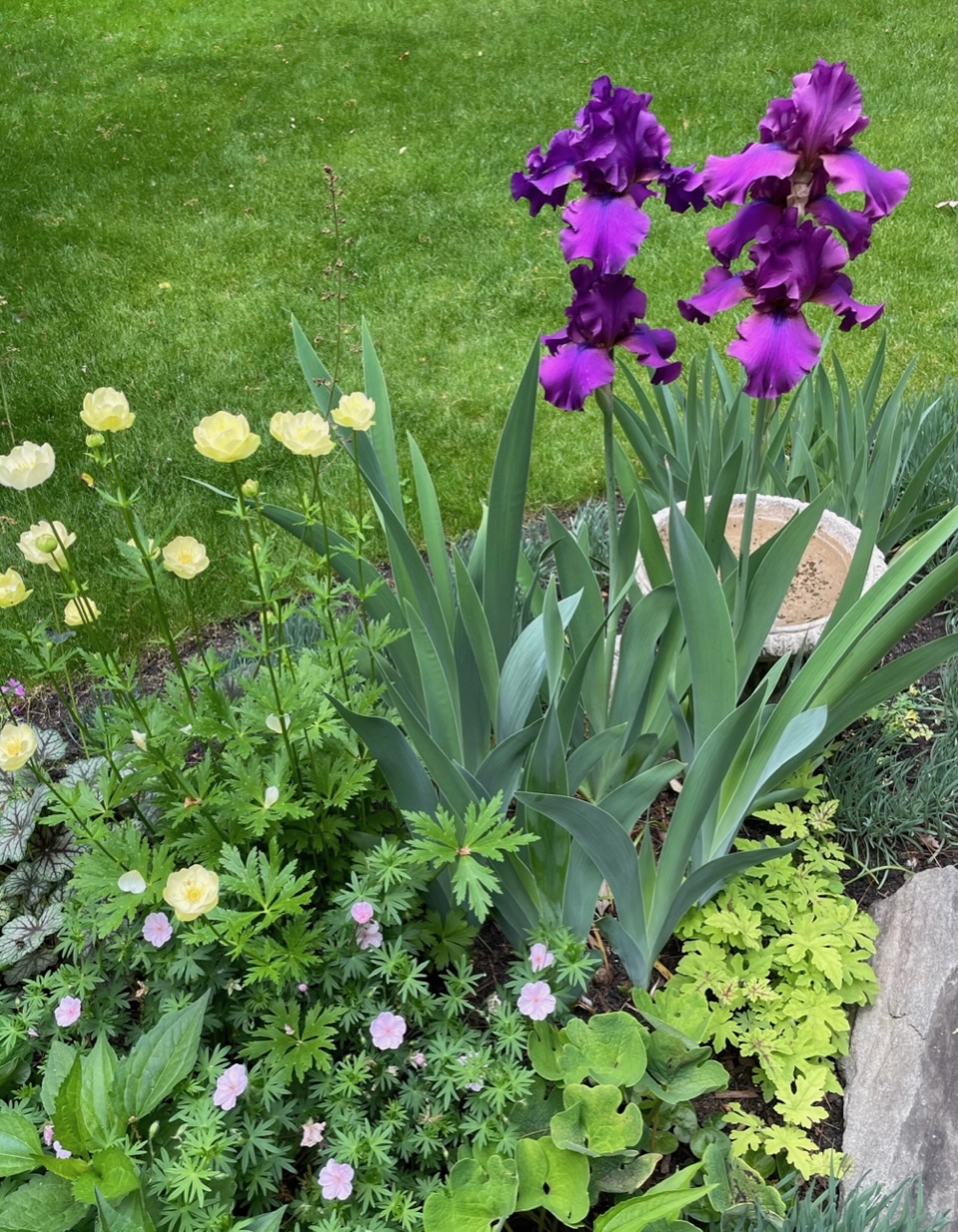 big purple irises with small yellow ad pink flowers