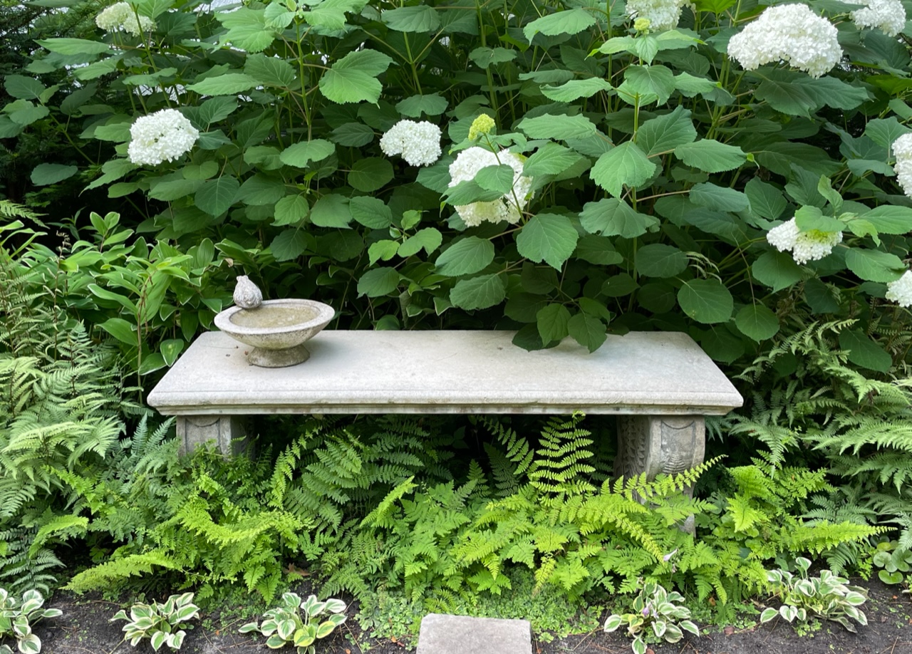 stone garden bed with ferns growing underneath and white hydrangea behind