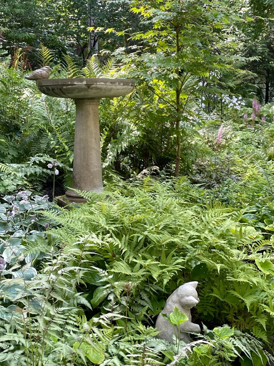 bird bath surrounded by ferns