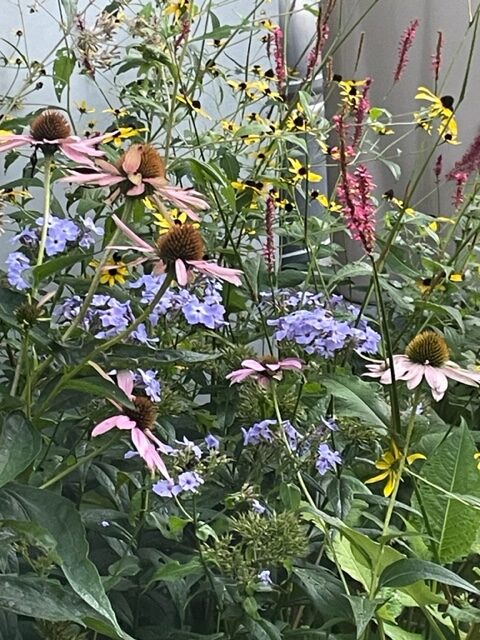 close up of various summer in late summer