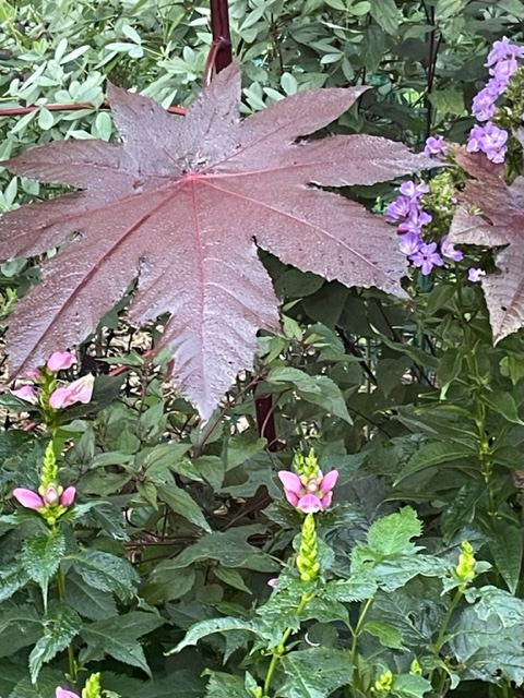 close up of large maroon leaf with small pink flowers underneath